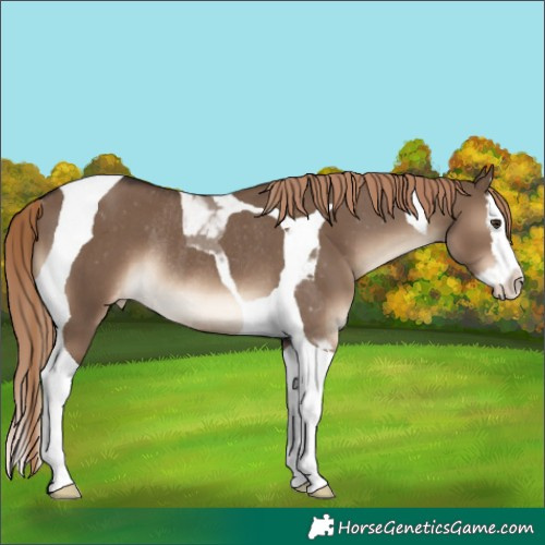Horse Color:Liver Red Dun Splash Tobiano Appaloosa Rabicano