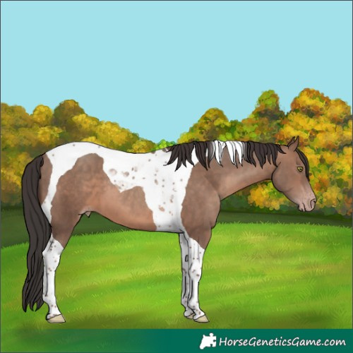 Horse Color:Sable Champagne Tobiano 