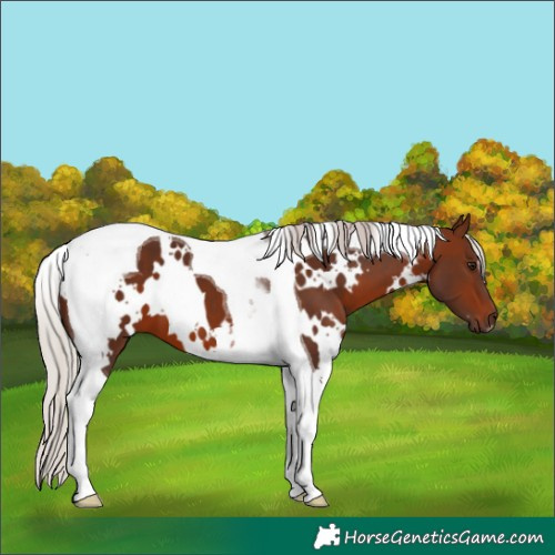 Horse Color:White Spotted Silver Brown Tobiano 