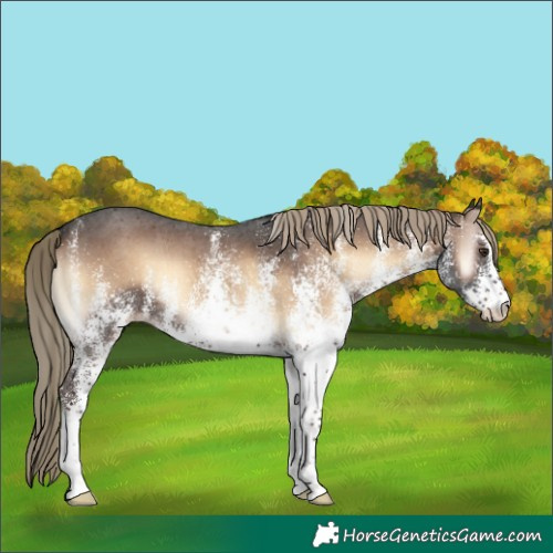 Horse Color:White Spotted Liver Red Onyx