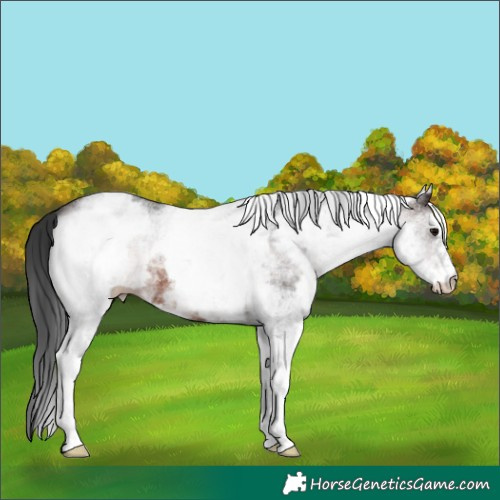 Horse Color:White Spotted Brown