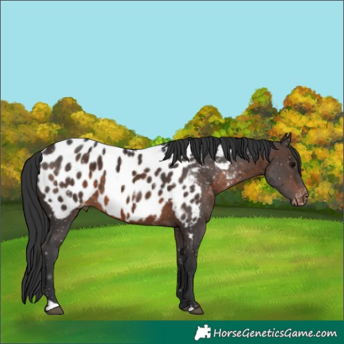 Horse Color:Brown Appaloosa