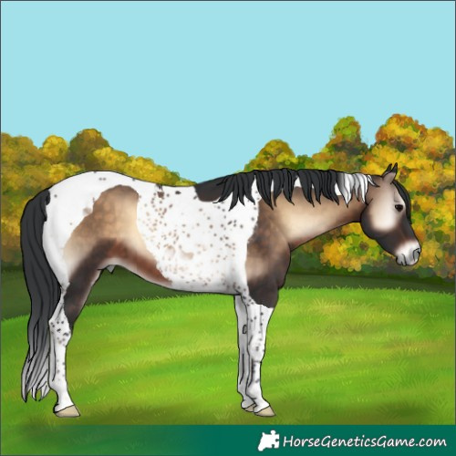 Horse Color:Brown Onyx Tobiano 
