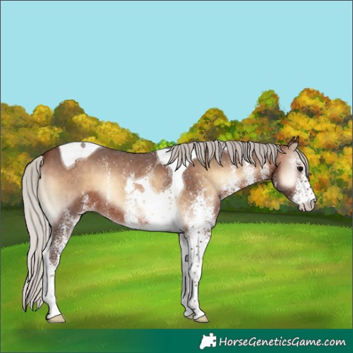 Horse Color:White Spotted Silver Brown Onyx Tobiano