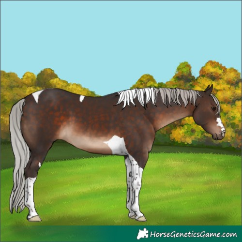 Horse Color:Silver Brown Tobiano 