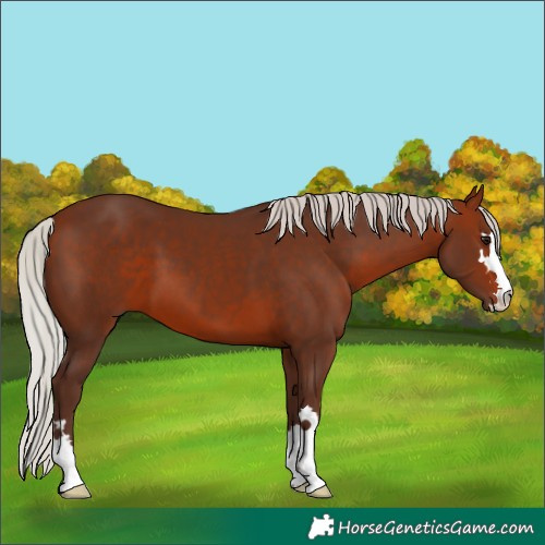 Horse Color:Silver Bay 