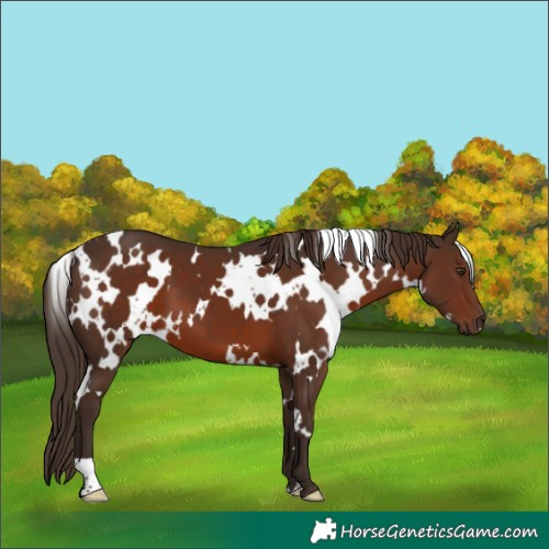 Horse Color:White Spotted Liver Chestnut