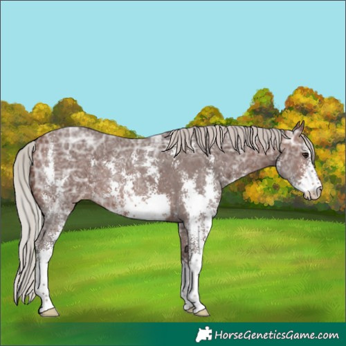 Horse Color:Silver Brown Ice Sabino Appaloosa 