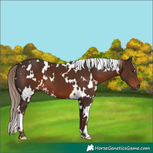 Horse Color:White Spotted Liver Chestnut