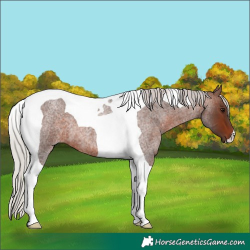 Horse Color:Silver Brown Roan Tobiano 