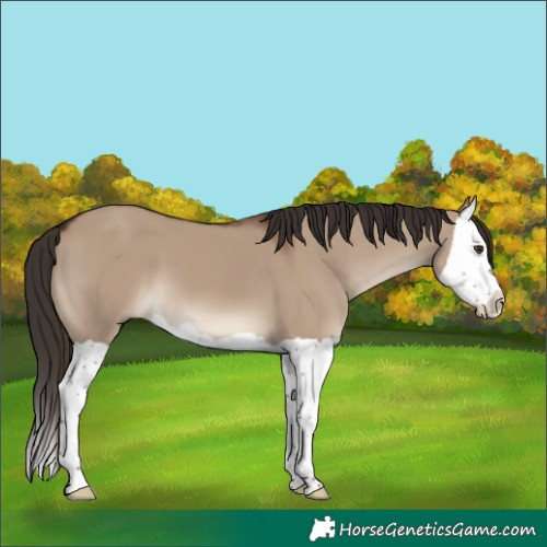 Horse Color:Liver Red Dun Splash 