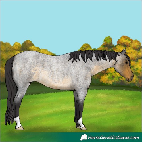 Horse Color:Buckskin Roan 