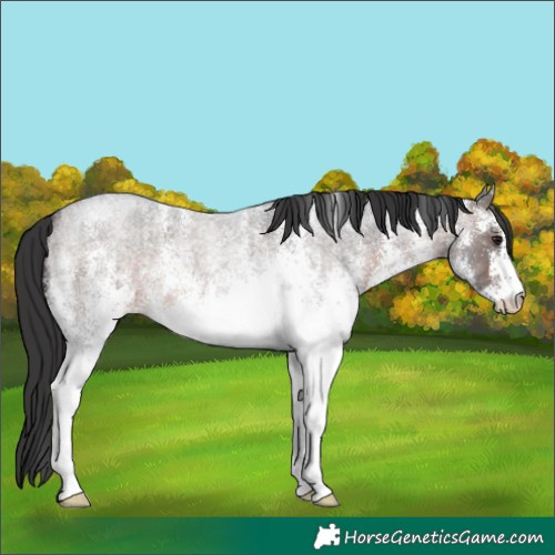 Horse Color:White Spotted Brown Roan