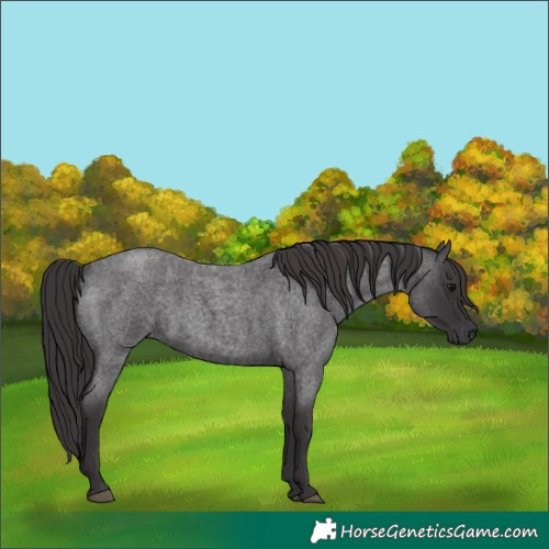 Horse Color:Unknown 