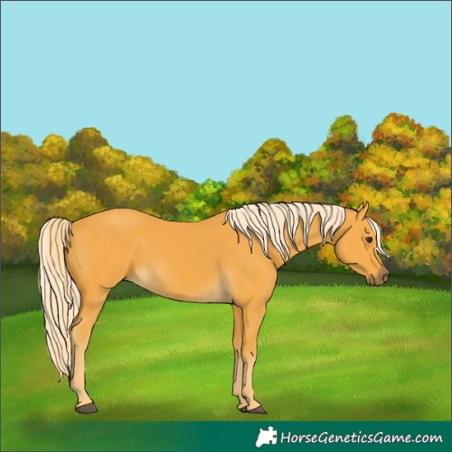 Horse Color:Unknown 