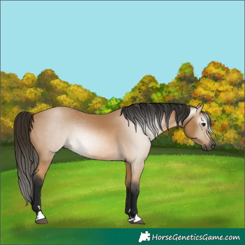 Horse Color:Unknown 