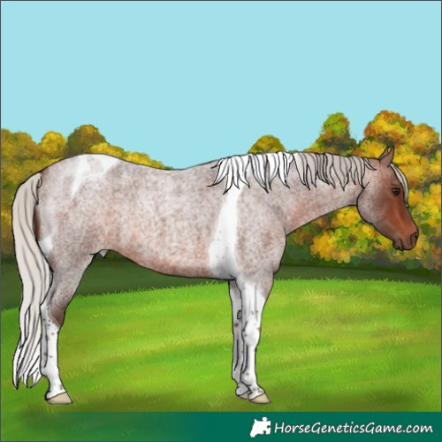 Horse Color:Silver Brown Roan Tobiano