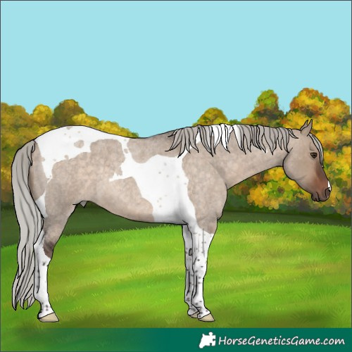 Horse Color:Silver Brown Roan Dun Tobiano 