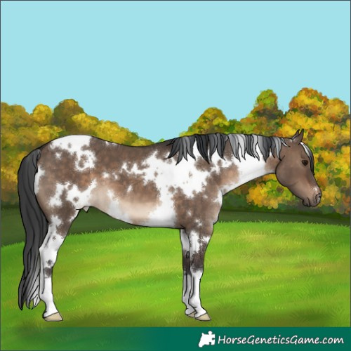 Horse Color:White Spotted Brown Dun 