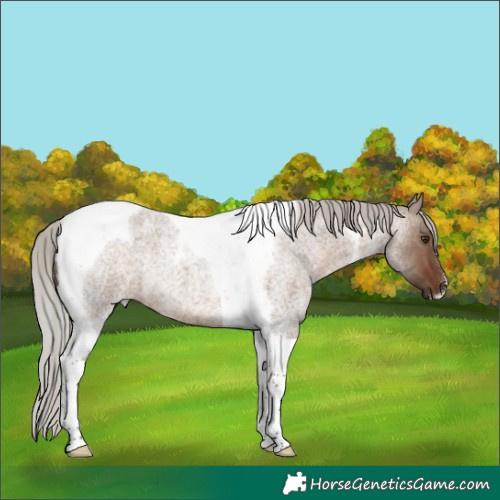 Horse Color:Silver Brown Roan Dun Tobiano 
