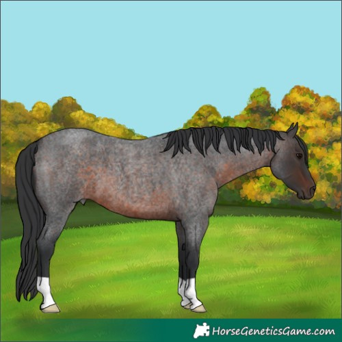 Horse Color:Brown Roan