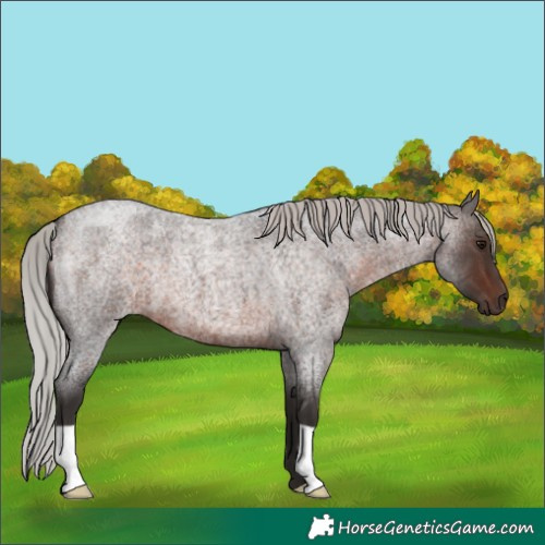 Horse Color:Silver Brown Roan 