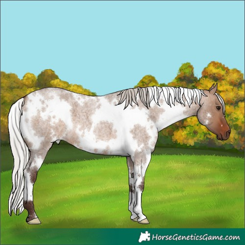 Horse Color:White Spotted Silver Brown Roan Dun 