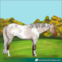 Horse Color:White Spotted Silver Brown Roan Dun