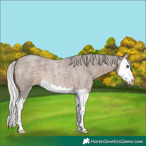 Horse Color:Silver Brown Roan Dun Splash