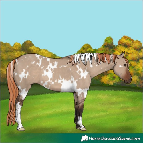 Horse Color:White Spotted Liver Red Dun 