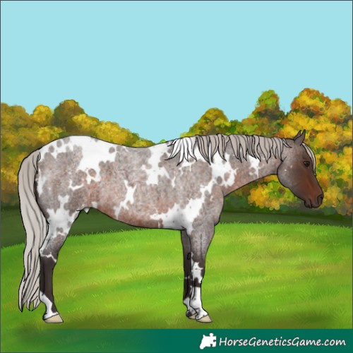 Horse Color:White Spotted Silver Brown Roan