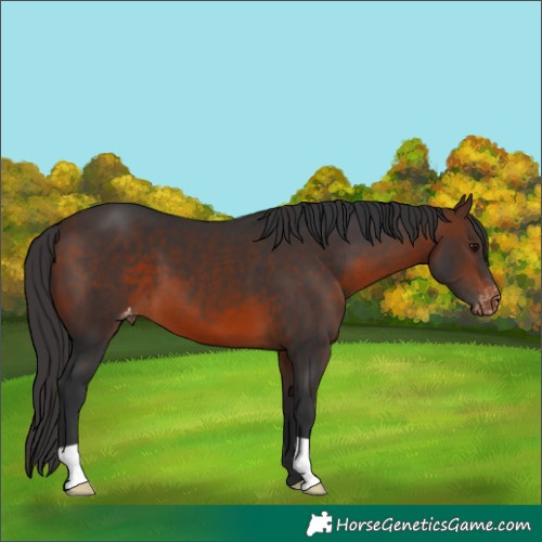 Horse Color:Brown Appaloosa
