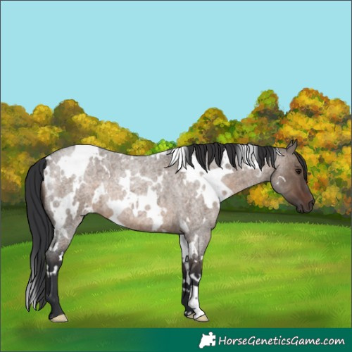 Horse Color:White Spotted Brown Roan Dun 