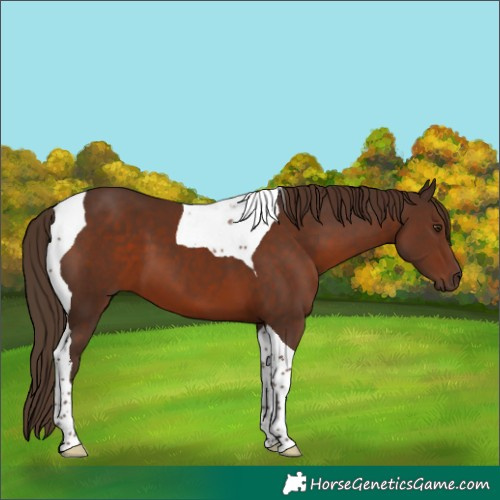 Horse Color:Liver Chestnut Tobiano