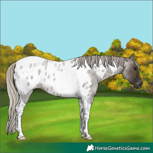 Horse Color:Gray Silver Brown Roan Dun Tobiano Near Leopard 