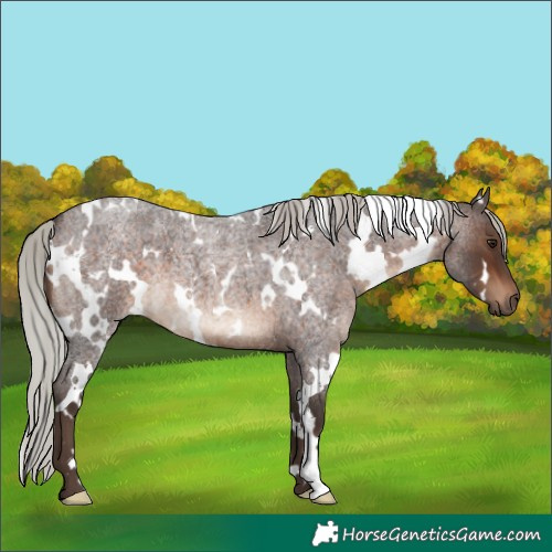 Horse Color:White Spotted Silver Brown Roan