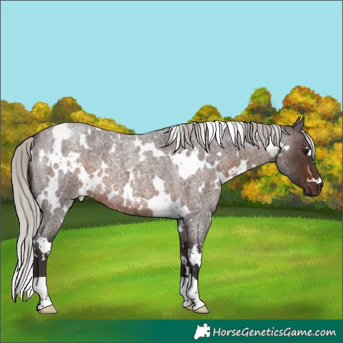 Horse Color:White Spotted Silver Brown Roan