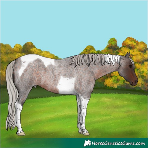 Horse Color:Silver Brown Roan Tobiano 