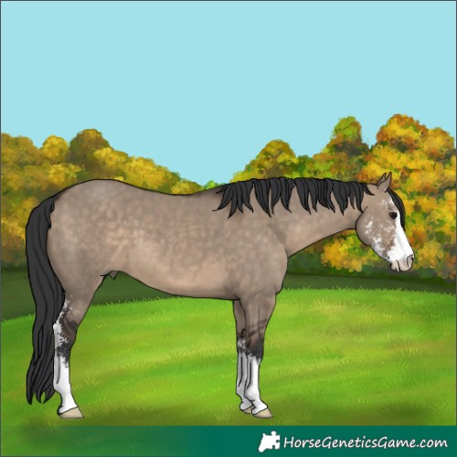 Horse Color:Brown Dun Sabino 