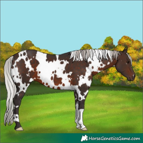 Horse Color:White Spotted Silver Brown 