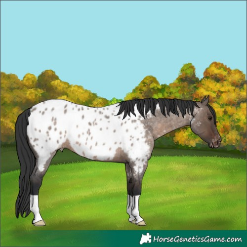 Horse Color:Brown Roan Dun Appaloosa 