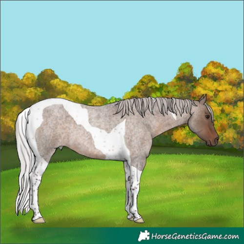 Horse Color:Silver Brown Roan Dun Tobiano