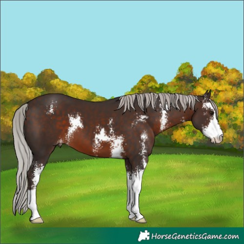 Horse Color:Silver Brown Sabino 