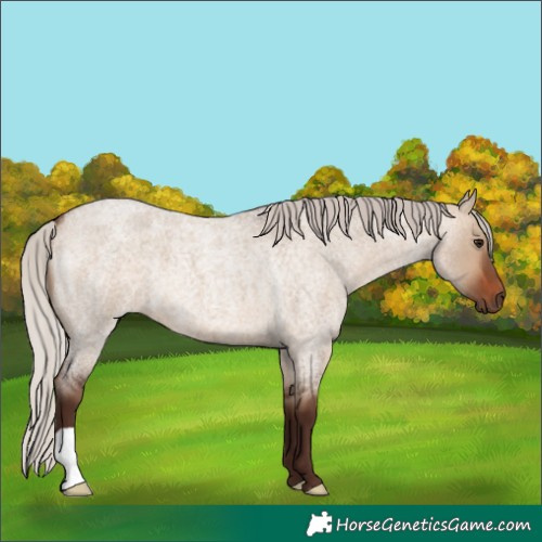 Horse Color:Silver Brown Roan Dun 