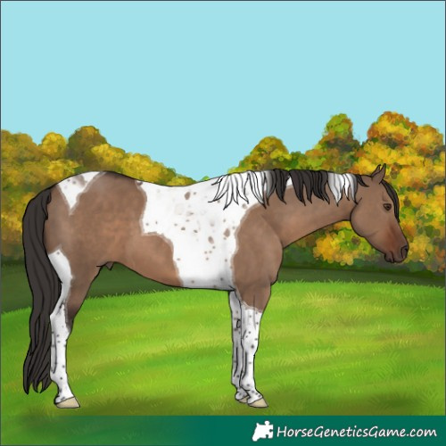 Horse Color:Liver Red Dun Tobiano 