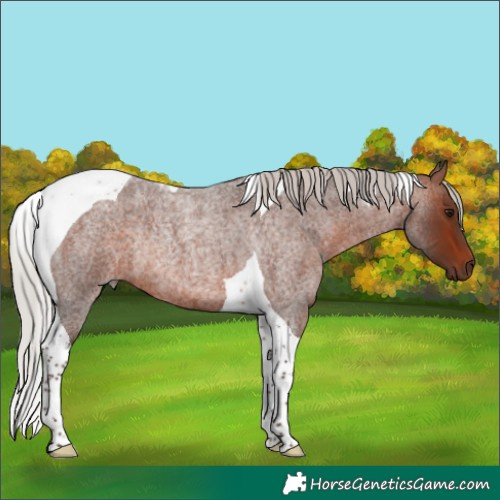 Horse Color:Silver Brown Roan Tobiano Rabicano