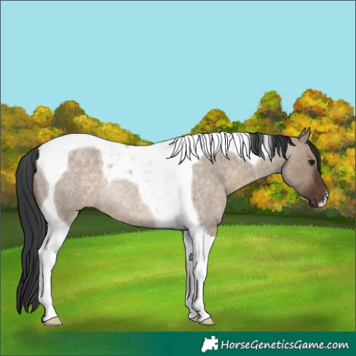 Horse Color:Brown Roan Dun Tobiano Rabicano 