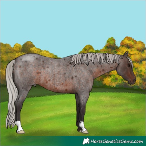 Horse Color:Silver Brown Roan 