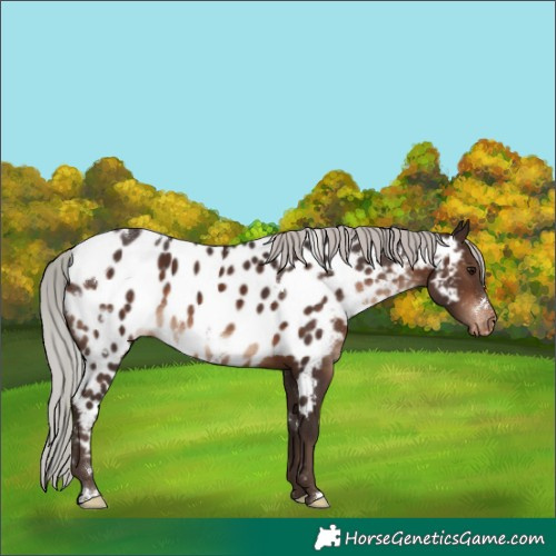 Horse Color:White Spotted Silver Brown Near Leopard Rabicano 