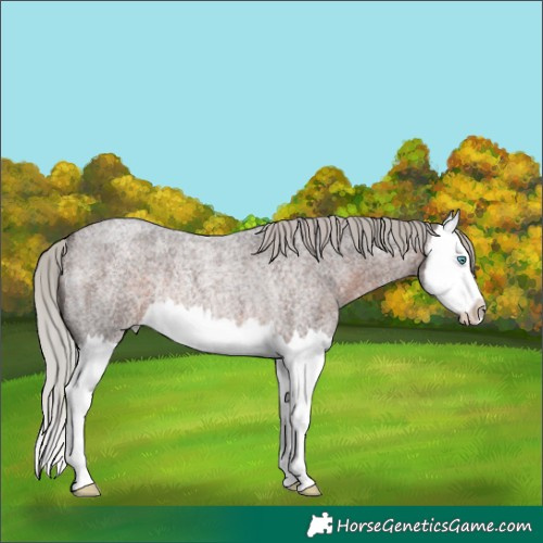 Horse Color:Silver Brown Roan Splash Rabicano